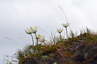 Küchenschellen