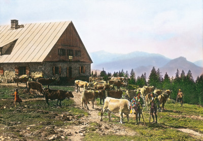 Almabtrieb von der Seealpe, © IMAGNO/Öst. Volkshochschularchiv