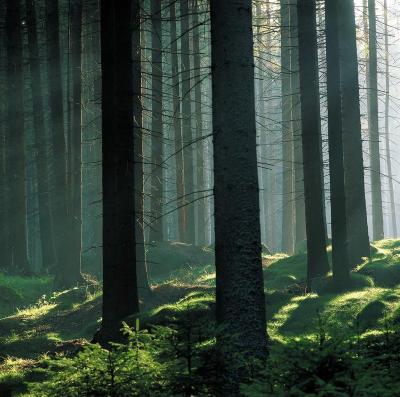 Mühlviertler Wälder, © IMAGNO/Gerhard Trumler