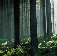 Mühlviertler Wälder