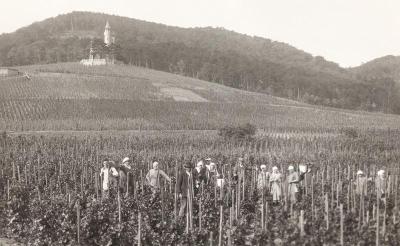 Arbeiterinnen in den Weinbergen, © IMAGNO/Austrian Archives