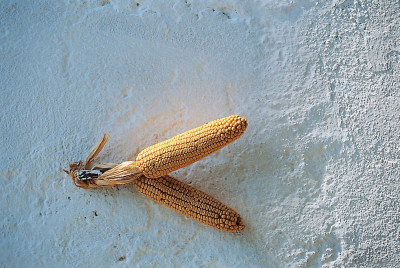 Zum Trocknen aufgehängte Maiskolben, © IMAGNO/Gerhard Trumler