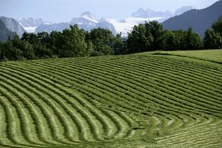 Blick auf den Dachstein