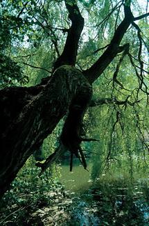 Bäume im Schlosspark von Eckartsau