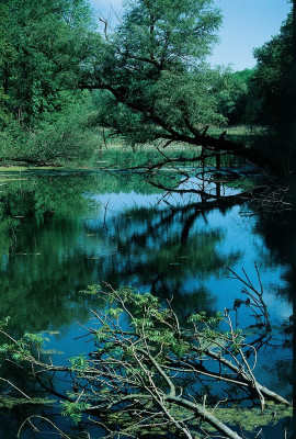 Weiher am Rand des Schlossparkes von Eckartsau, © IMAGNO/Gerhard Trumler