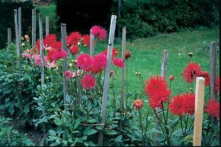 Dahlien im Klostergarten Eggenburg