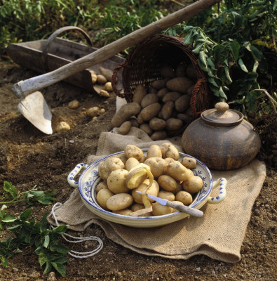 Kartoffelernte im  Waldviertel, © IMAGNO/Gerhard Trumler