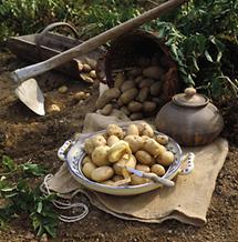 Kartoffelernte im  Waldviertel