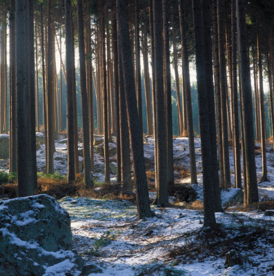 Fichten im Weinsberger Wald, © IMAGNO/Gerhard Trumler