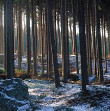 Fichten im Weinsberger Wald