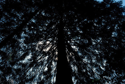 Baum im Ötscherland, © IMAGNO/Gerhard Trumler
