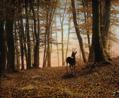 Rehbock im Wald, © IMAGNO/Öst. Volkshochschularchiv