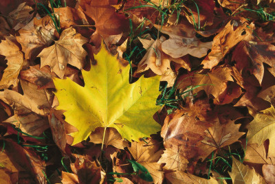 Herbstlaub in einem niederösterreichischen Park, © IMAGNO/Gerhard Trumler