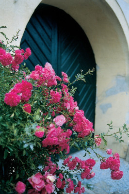 Rosen an einem Tor des Fellinger Schlosses, © IMAGNO/Gerhard Trumler