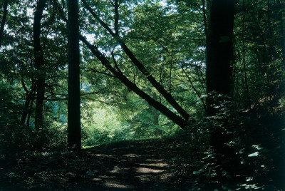 Verwilderter Park von Schloss Mühlbach, © IMAGNO/Gerhard Trumler