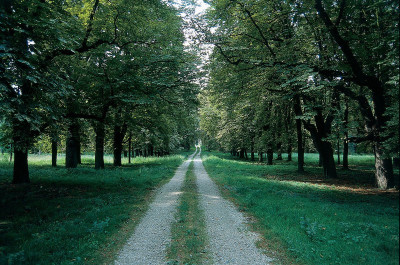 Kastanienallee in der Einfahrt zu Schloss Stetteldorf, © IMAGNO/Gerhard Trumler