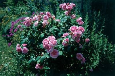 Rosen im Garten von Schloss Wiedendorf, © IMAGNO/Gerhard Trumler