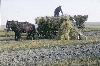 Beim Aufladen der Garben