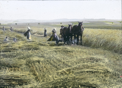 Ausbreiten des geschnittenen Getreides, © IMAGNO/Öst. Volkshochschularchiv
