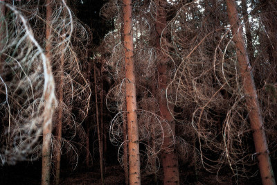 Wald am Großen Kamp bei Grünbach, © IMAGNO/Franz Hubmann