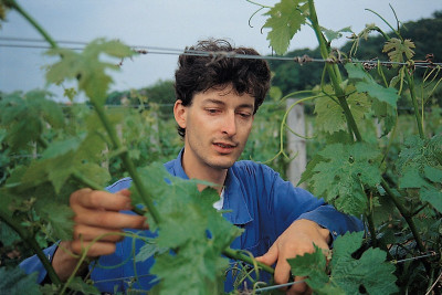 Jungwinzer  bei der Arbeit, © IMAGNO/Gerhard Trumler