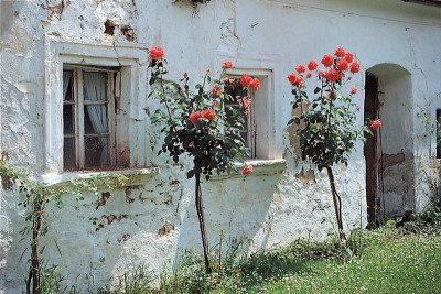 Winzerhof in Großhöflein, © IMAGNO/Gerhard Trumler