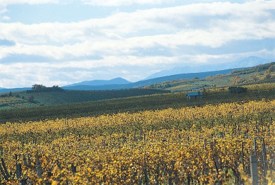 Weinberge um Gumpoldskirchen, © IMAGNO/Gerhard Trumler