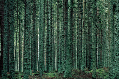 Weinsberger Wald bei Gutenbrunn, © IMAGNO/Franz Hubmann