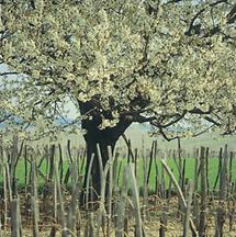 Baumblüte in den Weinrieden Höfleins im Burgenland