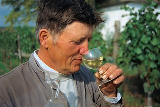 Weinhauer in seinem Weingarten