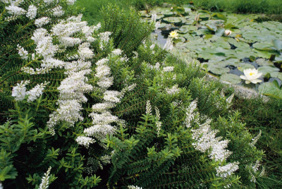 Seerosenteich im Garten von André Heller in Gardone, © IMAGNO/Franz Hubmann