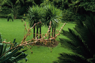 Palmen im Garten von André Heller in Gardone, © IMAGNO/Franz Hubmann