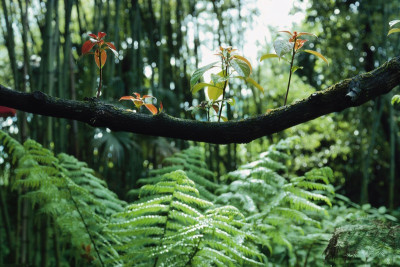 Ast im Garten von André Heller in Gardone, © IMAGNO/Franz Hubmann