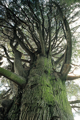 Baum im Garten von André Heller in Gardone, © IMAGNO/Franz Hubmann