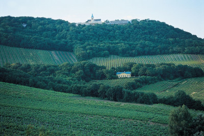 Weinberge am Kahlenberg, © IMAGNO/Gerhard Trumler