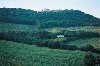 Weinberge am Kahlenberg