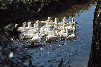 Gänse auf der Lainsitz