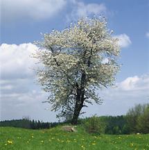 Blühender Vogelkirschbaum