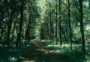 Allee im Park von Schloss Frohsdorf