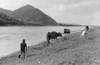 Donauufer mit Kühen, © IMAGNO/Franz Hubmann