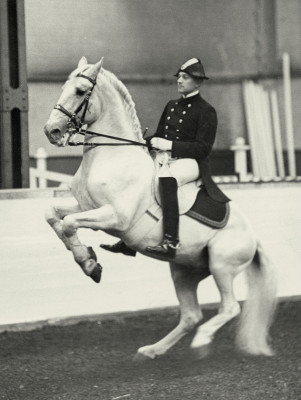 Training in der Spanischen Hofreitschule, © IMAGNO/Austrian Archives (S)