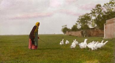 Bäuerin mit Gänsen im Marchfeld