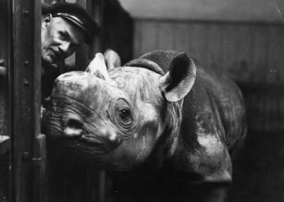 Ein Nashorn im Schönbrunner Zoo, © IMAGNO/Austrian Archives (S)