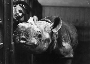 Ein Nashorn im Schönbrunner Zoo