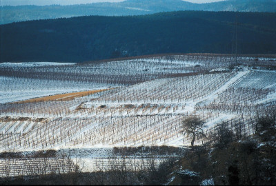 Rieden zwischen Langenlois und Mittelberg, © IMAGNO/Gerhard Trumler