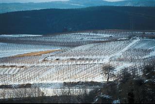 Rieden zwischen Langenlois und Mittelberg