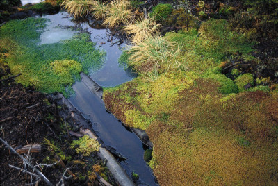 Im Hochmoor von Groß Pertholz, © IMAGNO/Gerhard Trumler