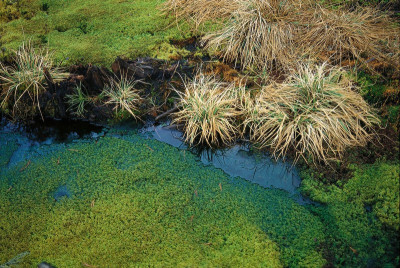 Im Hochmoor von Groß Pertholz, © IMAGNO/Gerhard Trumler