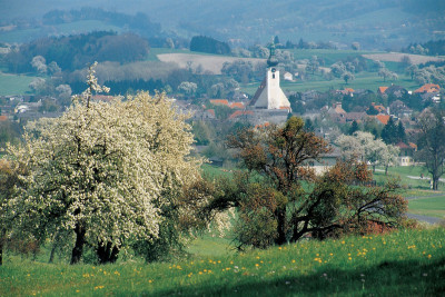 Mostblüte im Ötscherland, © IMAGNO/Gerhard Trumler