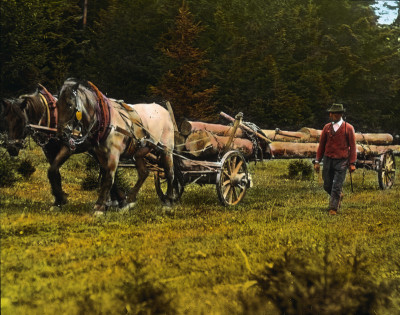 Gebirgspferde beim Holzziehen, © IMAGNO/Öst. Volkshochschularchiv